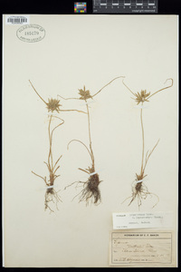 Cyperus polystachyos image