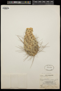 Opuntia sulphurea image