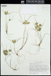 Cyperus polystachyos image