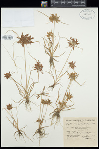 Cyperus polystachyos image