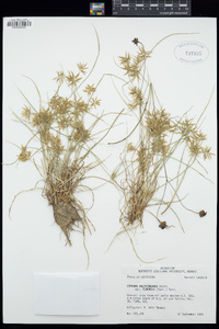 Cyperus polystachyos image