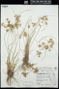 Cyperus polystachyos image