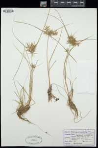 Cyperus polystachyos image