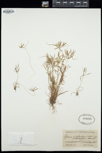 Cyperus polystachyos image