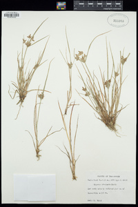 Cyperus bipartitus image