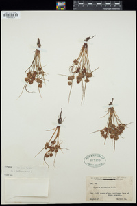 Cyperus squarrosus image