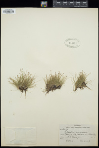 Eleocharis acicularis image