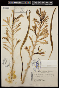 Hesperocallis undulata image