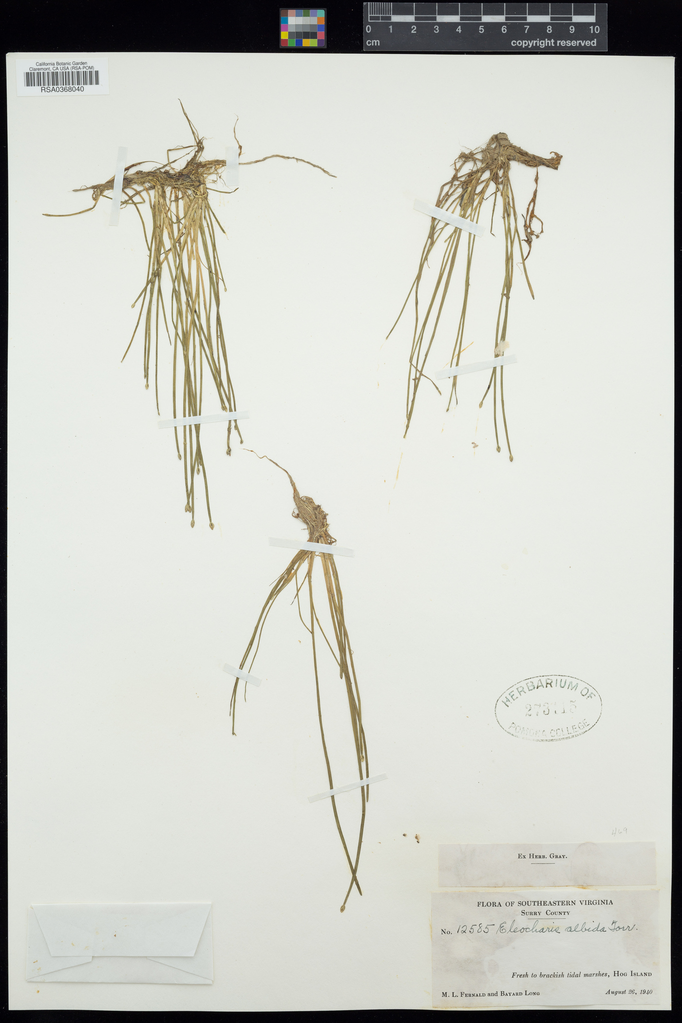 Eleocharis albida image