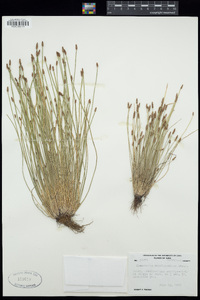 Eleocharis engelmannii image