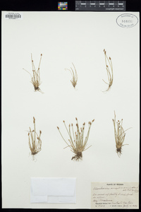 Eleocharis engelmannii image