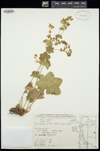 Image of Alchemilla hirsutiflora