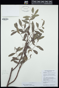 Image of Bursera angustata