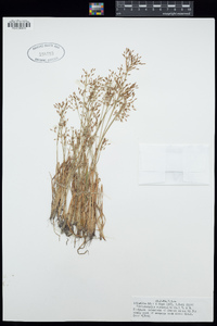 Fimbristylis autumnalis image