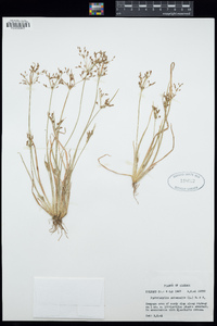 Fimbristylis autumnalis image