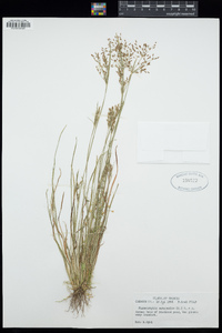 Fimbristylis autumnalis image