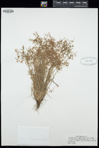 Fimbristylis autumnalis image