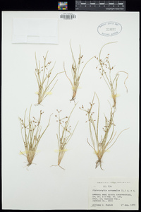 Fimbristylis autumnalis image