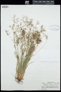 Fimbristylis autumnalis image