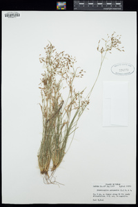 Fimbristylis autumnalis image