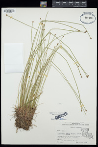 Eleocharis obtusa image