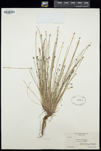 Eleocharis obtusa image