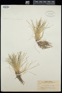 Eleocharis flavescens var. flavescens image