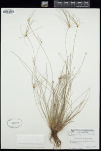 Eleocharis vivipara image