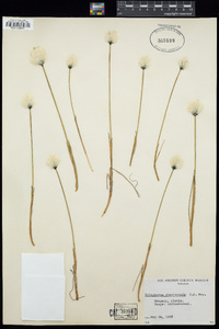 Eriophorum chamissonis image