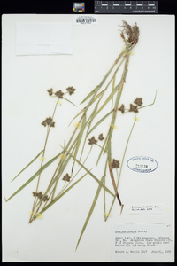 Fuirena breviseta image