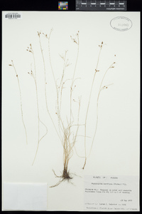 Rhynchospora rariflora image