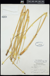 Schoenoplectus acutus var. occidentalis image