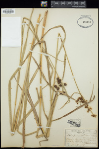 Scirpus atrovirens image