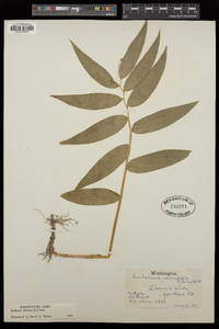 Maianthemum stellatum image