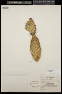 Opuntia polyacantha var. polyacantha image