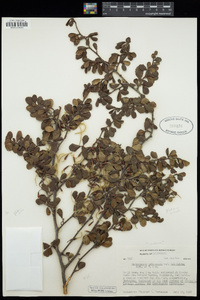 Cercocarpus betuloides var. betuloides image