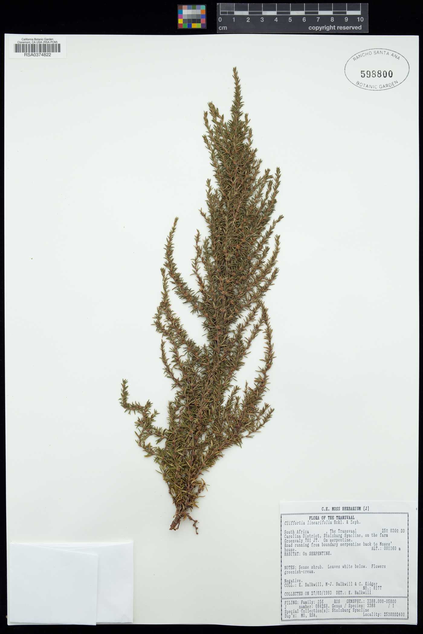 Cliffortia linearifolia image