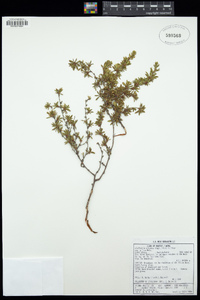 Image of Cliffortia nitidula