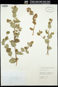 Image of Cliffortia odorata