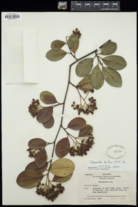 Cotoneaster lacteus image