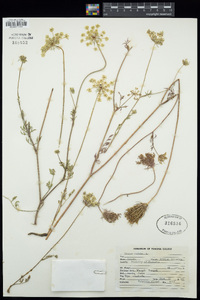 Daucus carota image