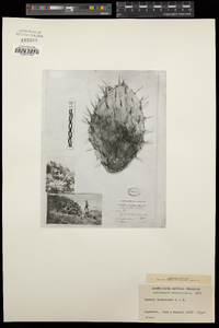 Opuntia sulphurea image