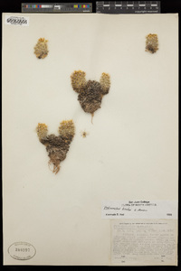 Pediocactus bradyi image