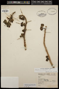 Pereskiopsis rotundifolia image