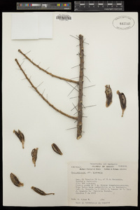 Pereskiopsis blakeana image