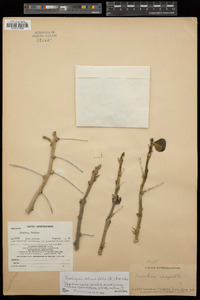Pereskiopsis rotundifolia image