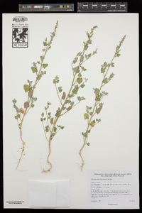 Chenopodium fremontii image