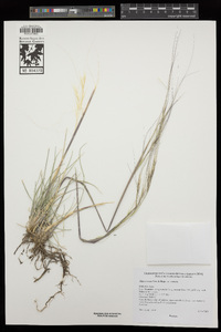 Hesperostipa comata var. comata image