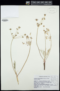 Lomatium bicolor var. leptocarpum image