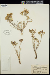 Lomatium macrocarpum image